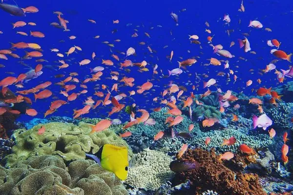 Nusa Penida Island Activities - Snorkeling